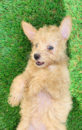 Cute Pomapoo Poodle Mix Pup Cute Pomapoo Poodle Mix Pup