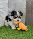 Morkie Being Cute Morkie Being Cute