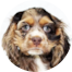 Cocker Spaniel Puppies For Sale - Puppy Love PR