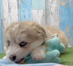 Cute Husky Doodle Poodle Mix Pup Cute Husky Doodle Poodle Mix Pup