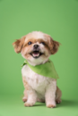 Cute Shichon Designer Pup Cute Shichon Designer Pup