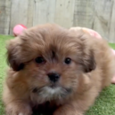 Shih Pom Being Cute Shih Pom Being Cute