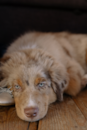 Mini Aussiedoodle Being Cute Mini Aussiedoodle Being Cute