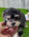 Morkie Being Cute Morkie Being Cute