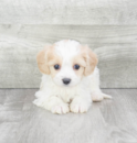 Cute Bichon King Charles Designer Pup Cute Bichon King Charles Designer Pup