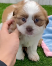 Cute Havashi Designer Pup Cute Havashi Designer Pup