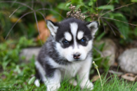 Cute Pomsky Pup Cute Pomsky Pup