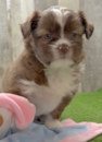 Cute Saussie Pup Cute Saussie Pup