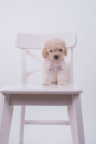 Maltipoo Being Cute Maltipoo Being Cute