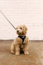 Cockapoo Being Cute Cockapoo Being Cute