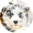 Mini Huskydoodle Puppies For Sale - Puppy Love PR
