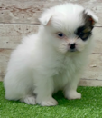 Cute Shih Pom Designer Pup Cute Shih Pom Designer Pup