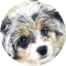 Aussiechon Puppies For Sale - Puppy Love PR