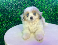 11 week old Aussiechon Puppy For Sale - Puppy Love PR