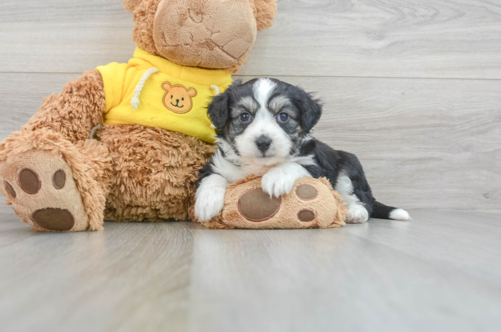 8 week old Aussiechon Puppy For Sale - Puppy Love PR