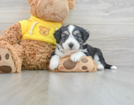 8 week old Aussiechon Puppy For Sale - Puppy Love PR