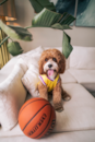 Cute Cavapoo Poodle Mix Pup Cute Cavapoo Poodle Mix Pup