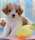 Cute Yorkiedoodle Poodle Mix Pup Cute Yorkiedoodle Poodle Mix Pup