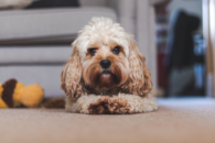 Cute Cavapoo Poodle Mix Pup Cute Cavapoo Poodle Mix Pup