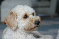 Cute Cockapoo Pup Cute Cockapoo Pup
