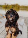 Cute English Sheep Dog Poodle Mix Pup Cute English Sheep Dog Poodle Mix Pup