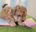 Cute Poochon Poodle Mix Pup Cute Poochon Poodle Mix Pup