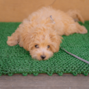 Maltipoo Being Cute Maltipoo Being Cute