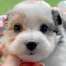 Cute Aussiechon Pup Cute Aussiechon Pup