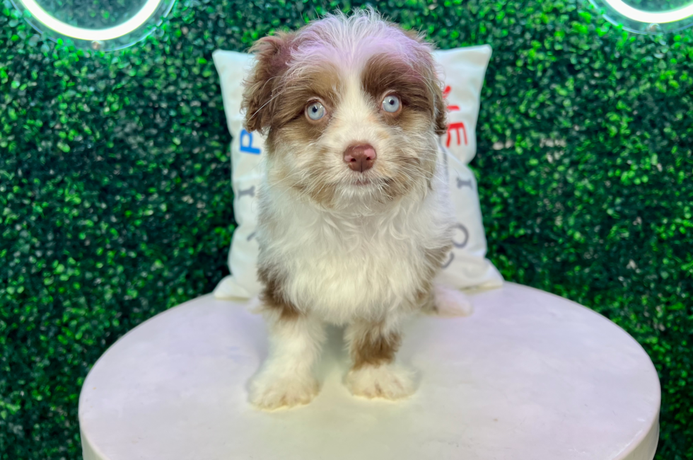 12 week old Mini Aussiedoodle Puppy For Sale - Puppy Love PR