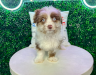 12 week old Mini Aussiedoodle Puppy For Sale - Puppy Love PR