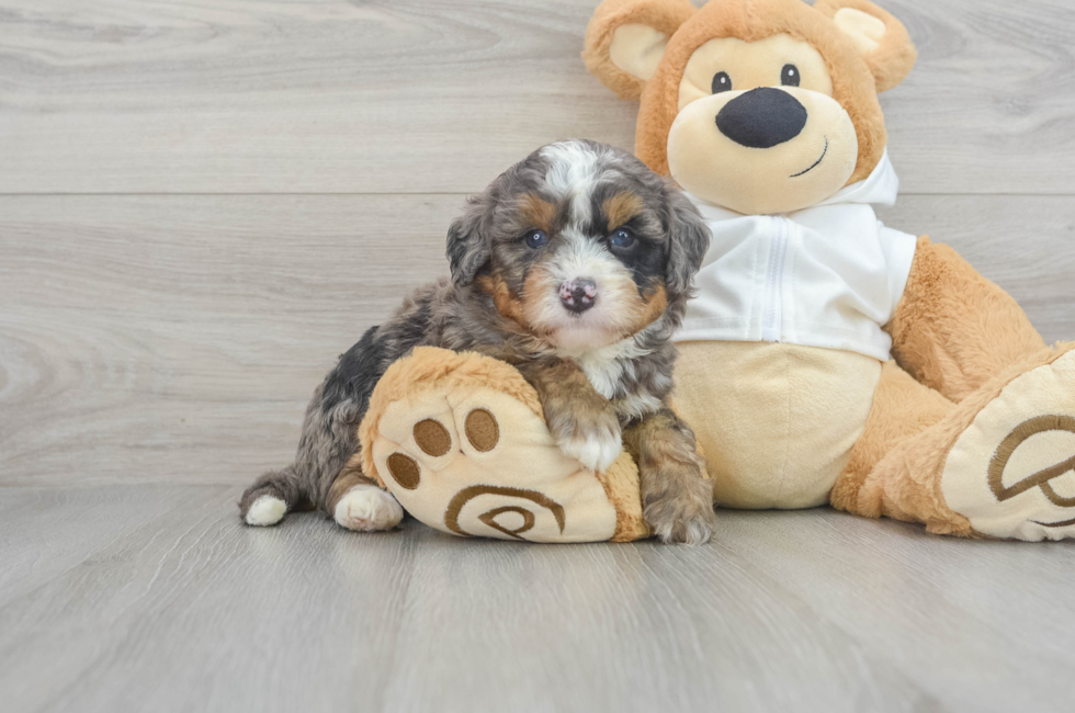5 week old Mini Bernedoodle Puppy For Sale - Puppy Love PR