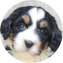 Mini Bernedoodle Puppy For Sale - Puppy Love PR
