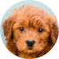 Mini Goldendoodle Puppies For Sale - Puppy Love PR