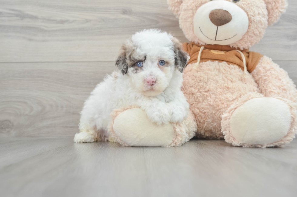 7 week old Mini Portidoodle Puppy For Sale - Puppy Love PR