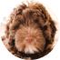 Mini Portidoodle Puppies For Sale - Puppy Love PR