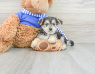 9 week old Morkie Puppy For Sale - Puppy Love PR