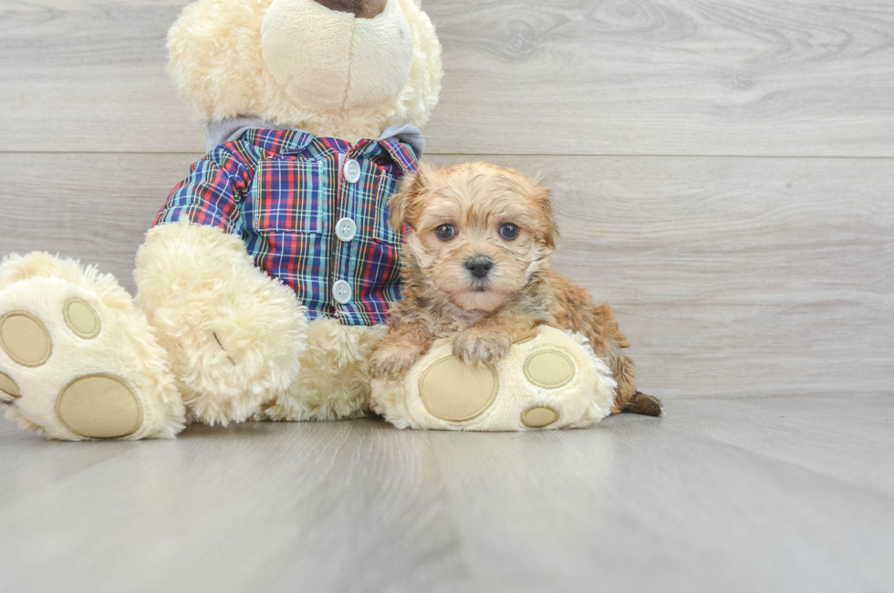 8 week old Morkie Puppy For Sale - Puppy Love PR