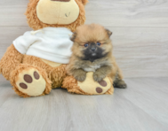 8 week old Pomeranian Puppy For Sale - Puppy Love PR
