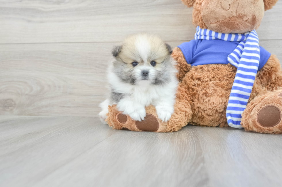 9 week old Pomeranian Puppy For Sale - Puppy Love PR