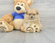 9 week old Pomeranian Puppy For Sale - Puppy Love PR