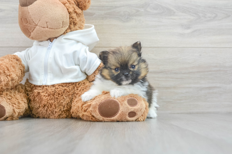 6 week old Pomeranian Puppy For Sale - Puppy Love PR