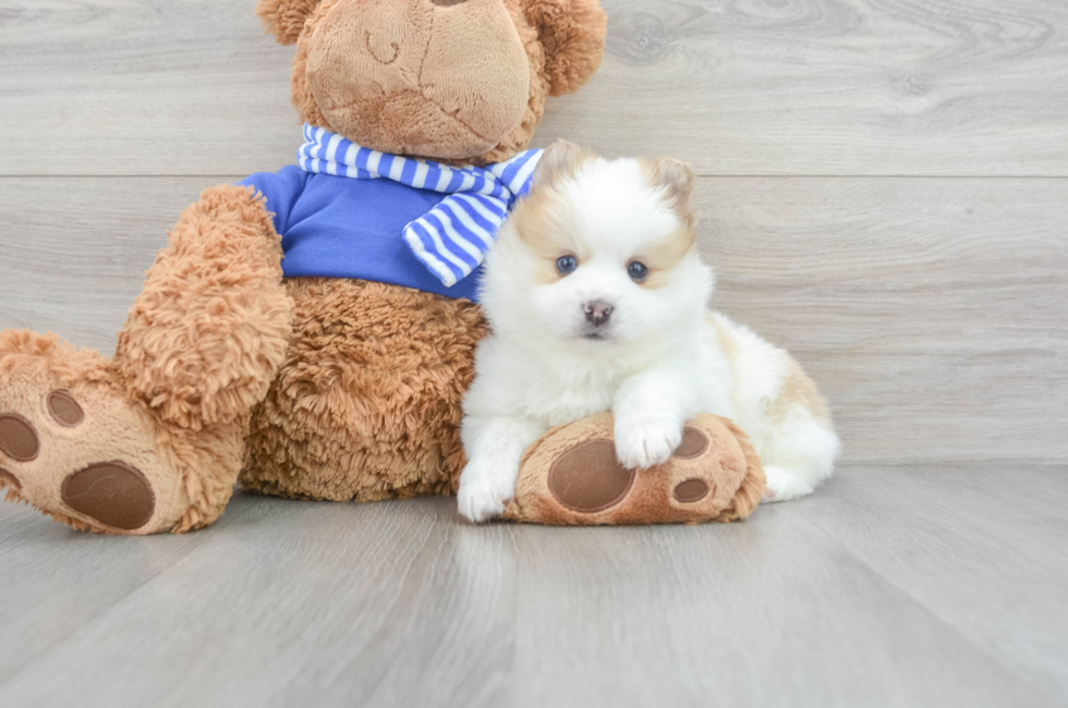9 week old Pomsky Puppy For Sale - Puppy Love PR