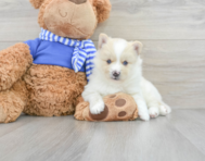 9 week old Pomsky Puppy For Sale - Puppy Love PR