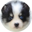 Pomsky Puppies For Sale - Puppy Love PR