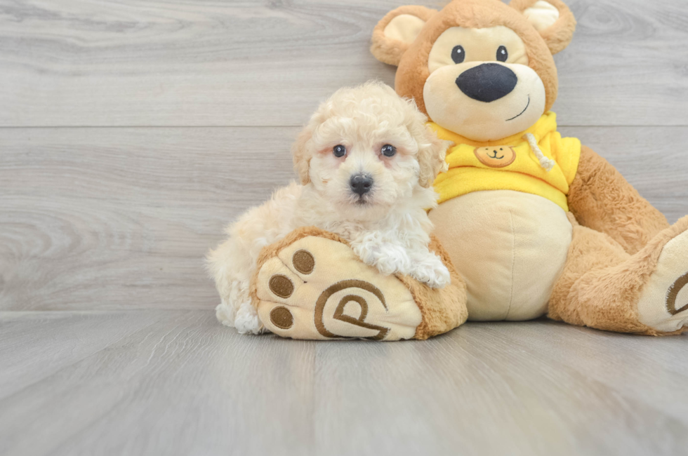 10 week old Poochon Puppy For Sale - Puppy Love PR