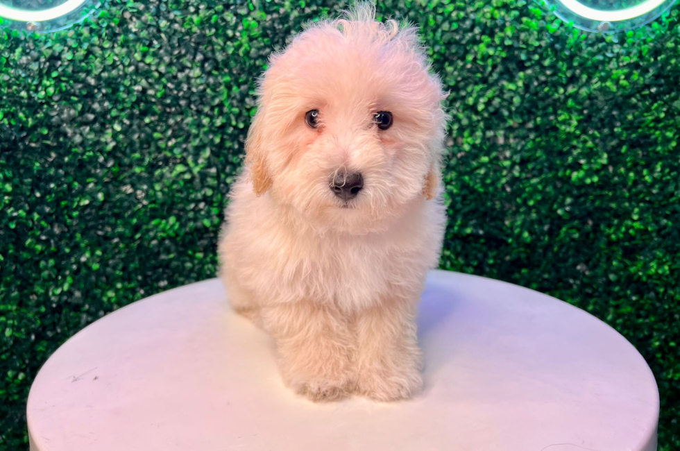 12 week old Poochon Puppy For Sale - Puppy Love PR