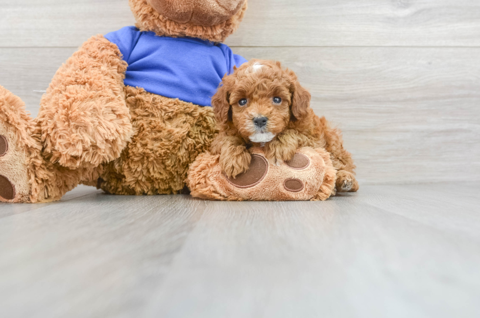 9 week old Poodle Puppy For Sale - Puppy Love PR
