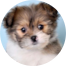 Shih Pom Puppy For Sale - Puppy Love PR