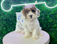 11 week old Shih Poo Puppy For Sale - Puppy Love PR