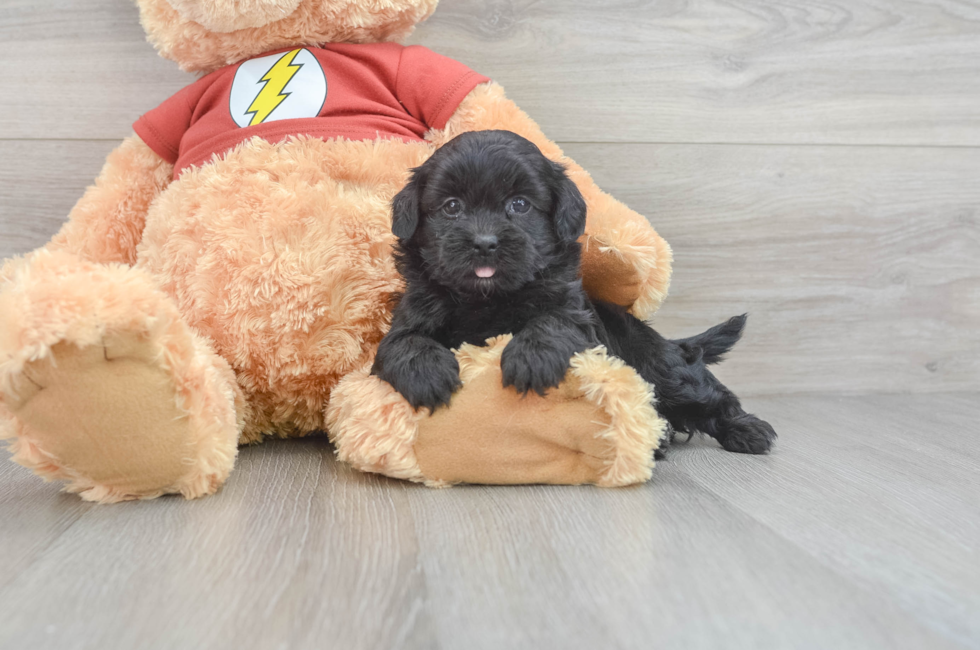 5 week old Shih Poo Puppy For Sale - Puppy Love PR